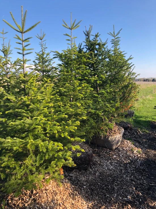 Balsam trees 5' - 7' 