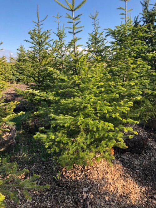  Balsam trees- 7ft to 12 ft 