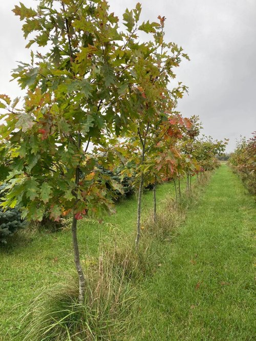 Red Oak trees - 7-12 feet 