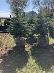 Christmas Tree Blue Spruce tree 7-10 feet