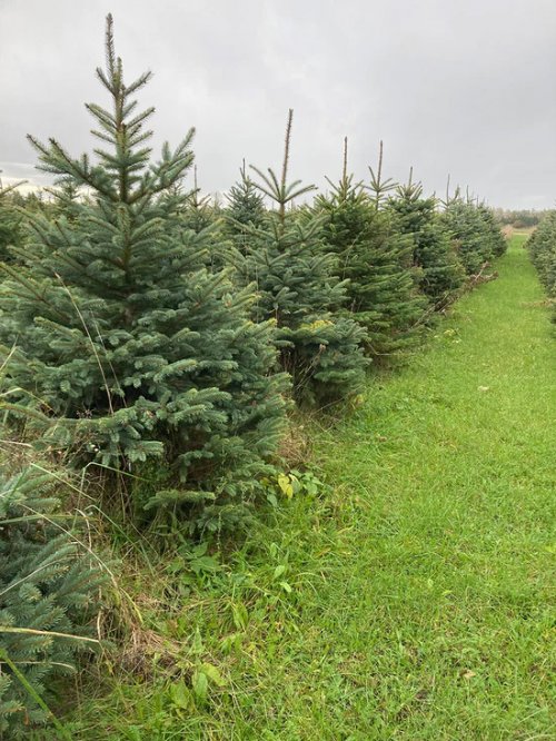 Christmas Tree - Blue Spruce tree  10-16 feet