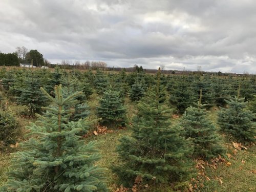 Christmas Tree - White Spruce - 7-10 feet
