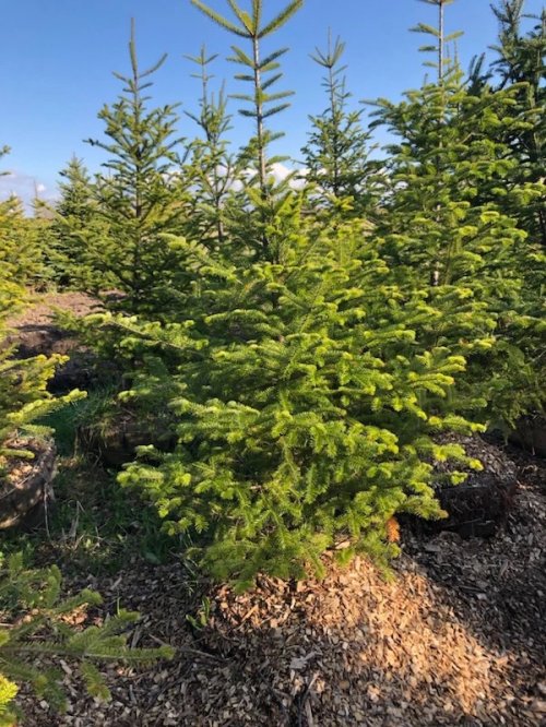  Christmas Tree - Balsam - 10 to 12 foot