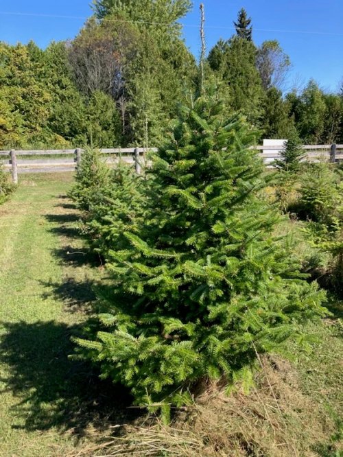 Christmas Tree - Caanan Fir - 10 to 16 feet