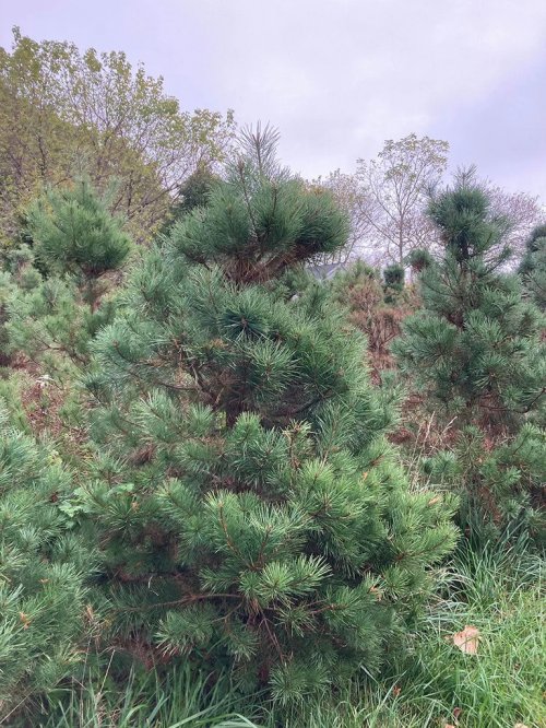 Christmas Tree - Scott's Pine 7 -10 feet